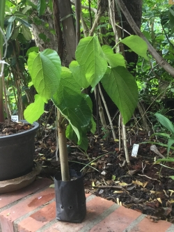 ต้นหม่อน (Mulberry) หิมาลายันขาว สูง 40-60 ซ.ม. / ต้น