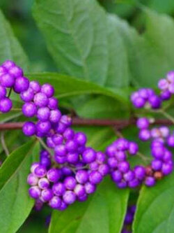 อเมริกันบิวตี้เบอรี่ (America Beauty Berry) / 10 เม็ด (USA)