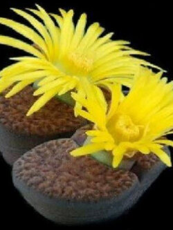 ไลท็อปส์ เหลือง (Lithops Bromfieldii) / 20 เม็ด (UK)