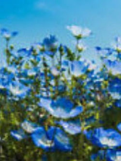 เนโมฟีลา - เบบี้ บลู อาย (Nemophila - Baby Blue Eyes) / 200 เม็ด (UK)