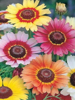 เพ้นท์ เดซี่ (Painted Daisy) คละ / 7,000 เม็ด (UK)