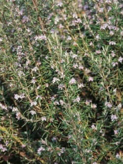 โรสแมรี่ (Rosemary / Rosmarinus officinalis) / 50 เม็ด (UK)*