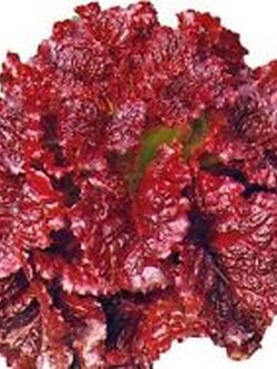 สลัดผักกาดแดง (Red Leaf Lettuce) / ซอง 100 เม็ด