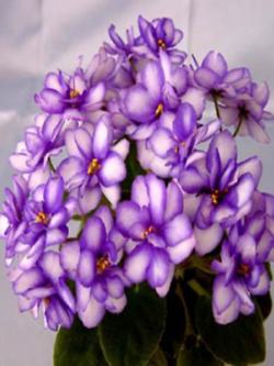 มินิ แอฟริกัน ไวโอเล็ต (Mini African Violet) สีม่วงอ่อน / 50 เม็ด