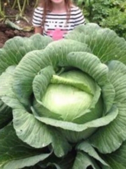 กะหล่ำรัสเซียยักษ์ (Giant Russian Cabbage) / 50 เม็ด (นอก)