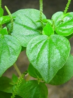 ต้นกระสัง ต้นใหญ่ กระถาง 9 นิ้ว / กระถาง