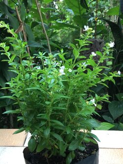 ต้นหลิวขาว สูง 20-30 ซ.ม. / ต้น