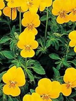 ไวโอลา เยลโล่ เพอเฟ็คชั่น (Viola- Yellow Perfection) / 25 เม็ด (USA)