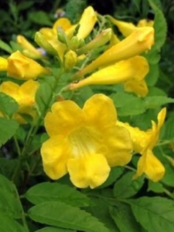 ต้นทองอุไรแคระ สีเหลือง / ต้น