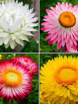 ดอกกระดาษ หรือสตรอ ฟลาวเวอร์ (Straw flower) ต้นสูง คละ / 1,400 เม็ด (UK)