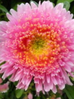 แอสเตอร์ (Aster) สีชมพู / 200 เม็ด (Ukraine)