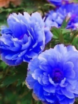 โบตั๋น (peony) สีน้ำเงิน (นอก)