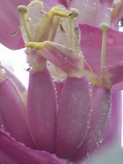 กล้วยรุ่งอรุณ หรือกล้วยดอกบัวอัสสัม (Musa Velutina) / 5 เม็ด (UK)