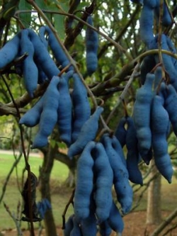 ไส้กรอกสีฟ้า (Blue Sausage) / 5 เม็ด (Serbia)