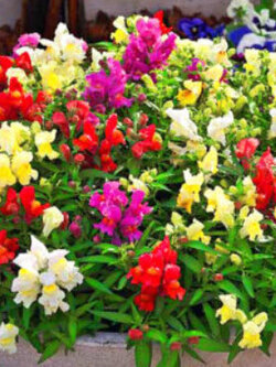 ดอกลิ้นมังกร (Snapdragon) ต้นเตี้ย คละ / 250 เม็ด (UK)