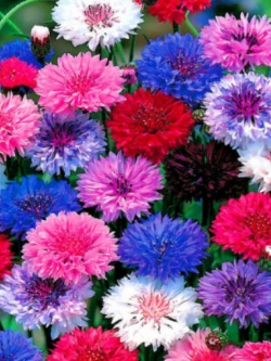 คอร์นฟลาวเวอร์ ฟรอสตี้ (Cornflower Frpsty) คละ / 1,200 เม็ด (UK)*