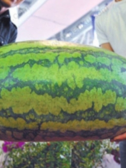แตงโม พันธุ์ยักษ์ (Giant Watermelon) / 20 เม็ด (China)