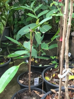 ต้นชมพู่หวานอินโด สูง 15-30 ซ.ม.