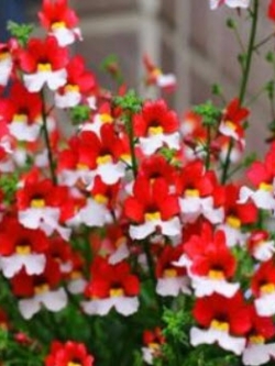 เนมีเซีย แดนิช แฟล็ก (Nemesia Danish Flag) / 1,000 เม็ด (UK)