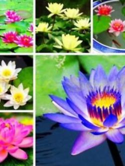 บัวอ่าง (bowl lotus) คละสี / 20 เม็ด (นอก)
