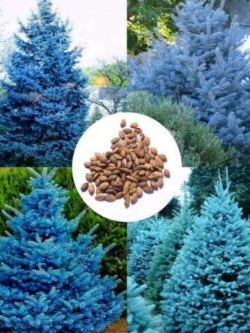 สนสีฟ้า บลูสกาย (Blue Sky Pine) / 50 เม็ด (นอก)
