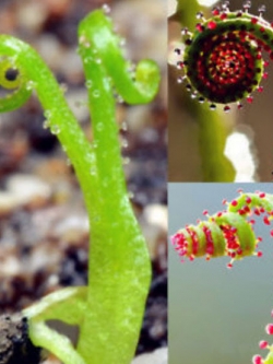 สนน้ำค้างโปรตุเกส (Drosophyllum) คละ / 50 เม็ด