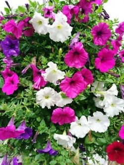 พิทูเนียดอกใหญ่ (Giant Petunia - Smolka Superbissima) คละ / 20 เม็ด (Poland)