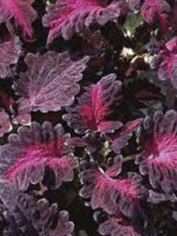 ฤาษีผสม แบล๊ค ดราก้อน (Black Dragon Coleus) / 25 เม็ด (USA)*