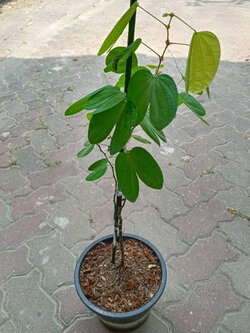 ต้นสร้อยสยาม ชงโคสยาม เสี้ยนแดง กระถาง 10 นิ้ว ไม้เลื้อย