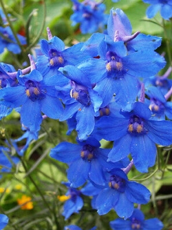 เดลฟินเนียม สีฟ้า (Delphinium Blue Butterfly) / 150 เม็ด (Australia)
