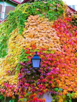 บอสตัน ไอวี่ (Boston Ivy) คละสี / 35 เม็ด