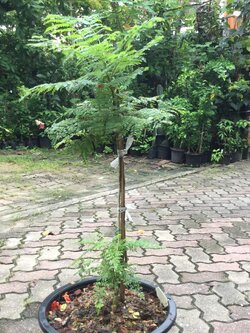 ต้นศรีตรัง กระถาง 12 นิ้ว สูง 85-100 ซ.ม./ ต้น