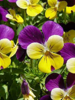 ไวโอลา หรือหน้าแมวจิ๋ว (Viola) คละ / 200 เม็ด (Portugal)