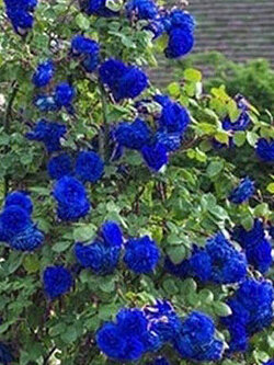 กุหลาบเลื้อย สีน้ำเงิน / 100 เม็ด (อ่านก่อนสั่งซื้อนะคะ...มีเงื่อนไข)