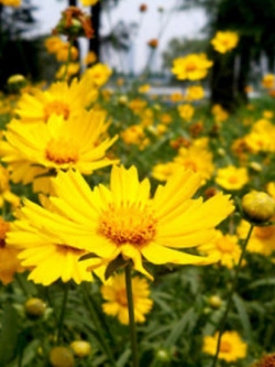 ดอกไม้ไหว (Coreopsis) ซ้อน ดอกใหญ่ คละ / ซอง 50 เม็ด (A187)