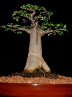 เบาบับ บอนไซ (Baobab bonsai) / 10 เม็ด (นอก)