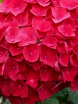 ไฮเดรนเยีย (Hydrangea) สีแดง / 25 เม็ด