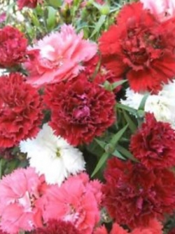 คาเนชั่น (Carnation) คละ / 0.3 กรัม (Ukraine)