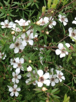 มานูก้า ขาว (White Manuka) / 100 เม็ด (New Zealand)*