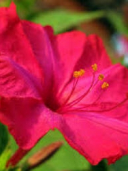 บานเย็น สีแดง / 10 เม็ด (ไทย)