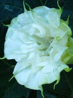 ลำโพงขาว (White Datura) / 15 เม็ด (P2S)