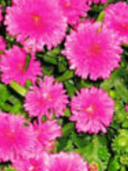 แอสเตอร์ (Aster) สีชมพู / ซอง 50 เม็ด (A203)