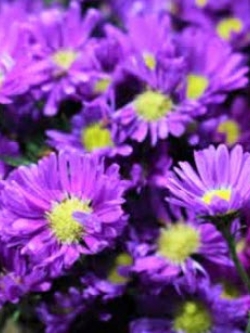 ต้นดอกคัตเตอร์สีม่วงเข้ม (Purple Cutter Flower) / ต้น