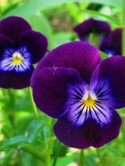 ไวโอลา หรือหน้าแมวจิ๋ว สีม่วง (Viola cornuta King Henry) / 200 เม็ด (UK)