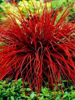 หญ้าสับปะรด (Pineapple grass) สีแดง / 100 เม็ด