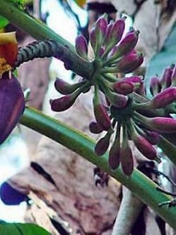 กล้วย เบอมีส บลู (Burmese Blue) / 5 เม็ด (France)