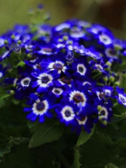 เดซี่ บลู อาย (Blue Eyed Daisy) / 100 เม็ด