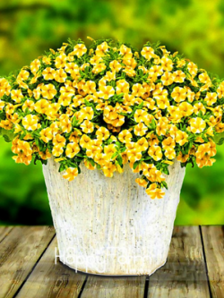 คาลิบราโคว์ - เลม่อน สไลซ์ ซูเปอเบลล์ (Calibrachoa - Lemon Slice Superbells) / 100 เม็ด