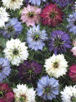 รักในสายหมอก (Love in a Mist) สีม่วง / 200 เม็ด (Australia)
