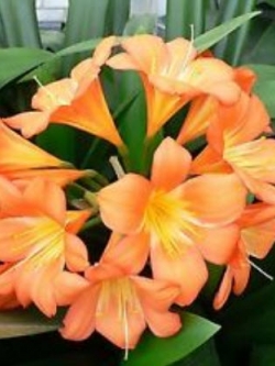 คลิเวีย (Clivia) ส้ม / 5 เม็ด (Portugal)